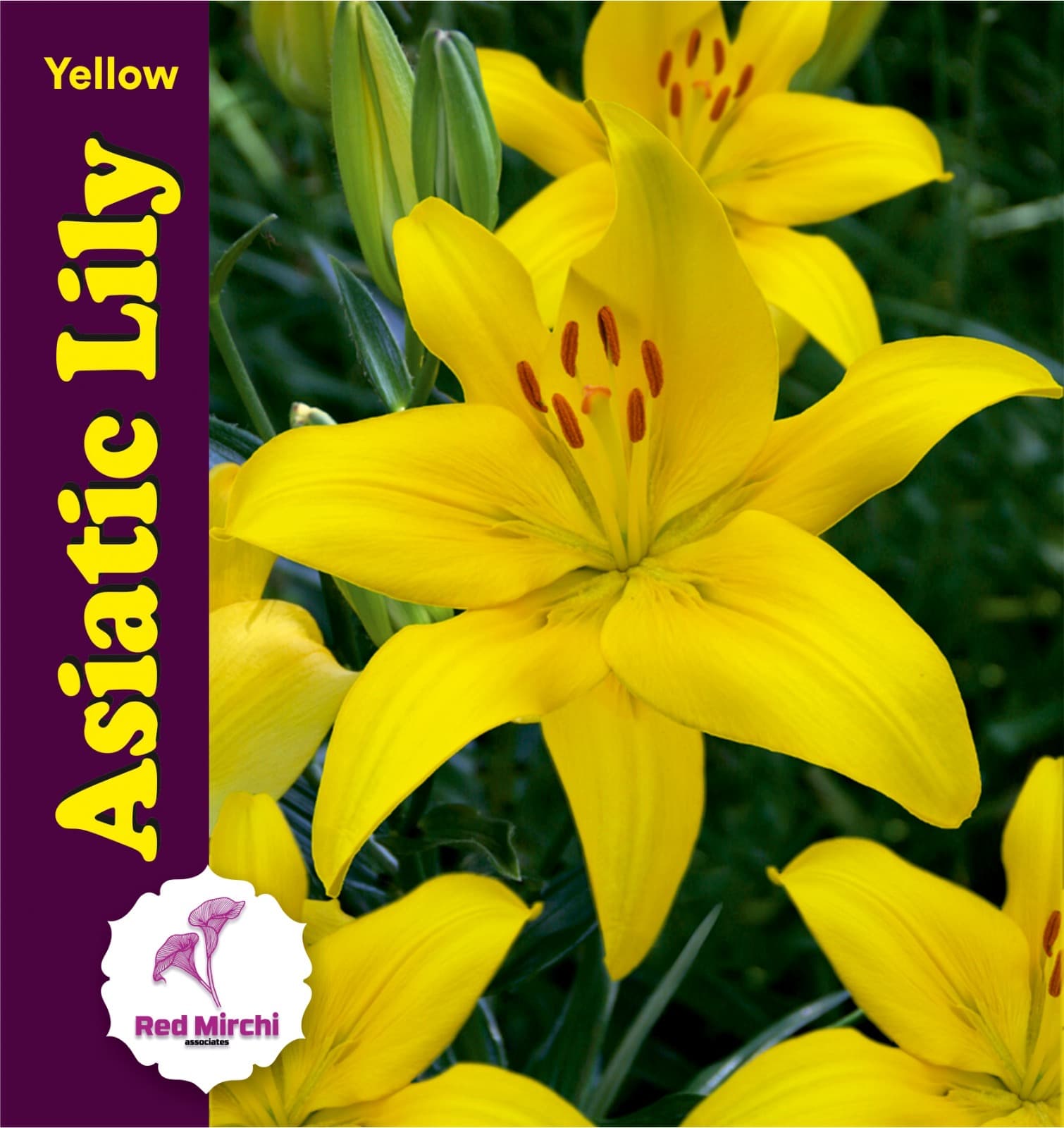 Asiatic Lily โ Red Mirchi Associates